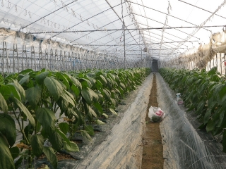 f0055264_1302980.jpg