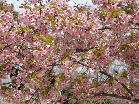 c0206352_13521577.jpg
