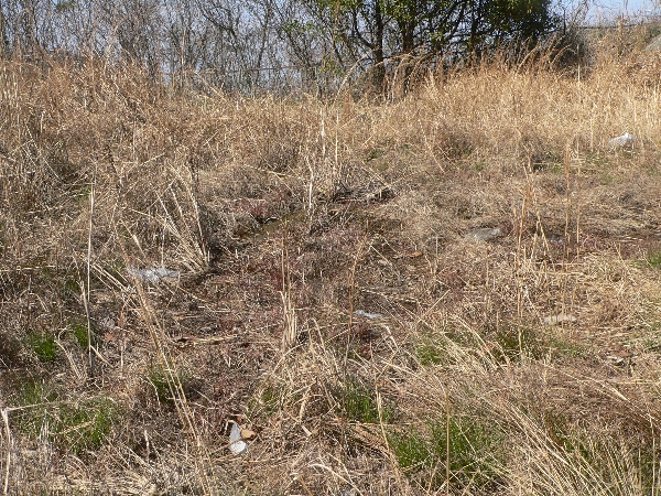 e0002314_1650360.jpg