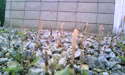 c0150520_21241344.jpg