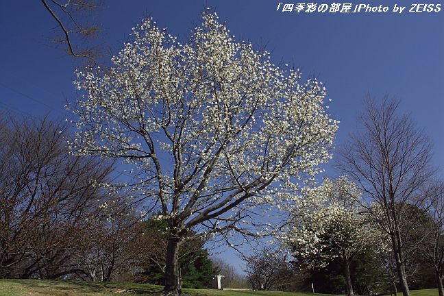 a0195032_21285945.jpg