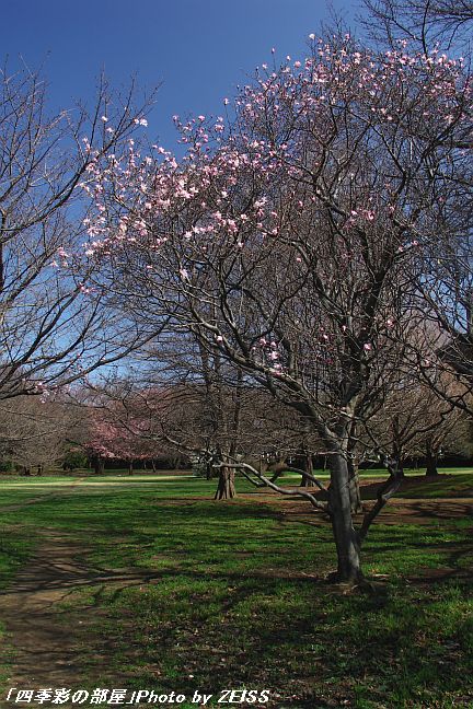 a0195032_21291042.jpg