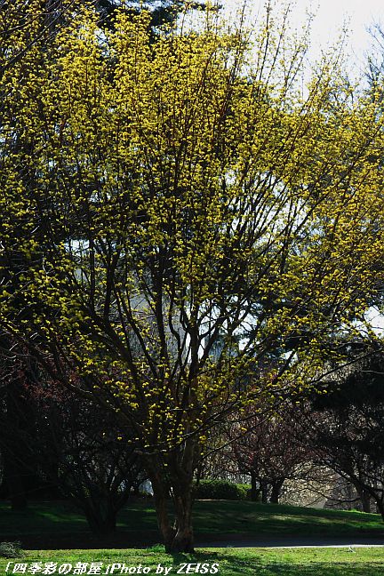 a0195032_21293289.jpg