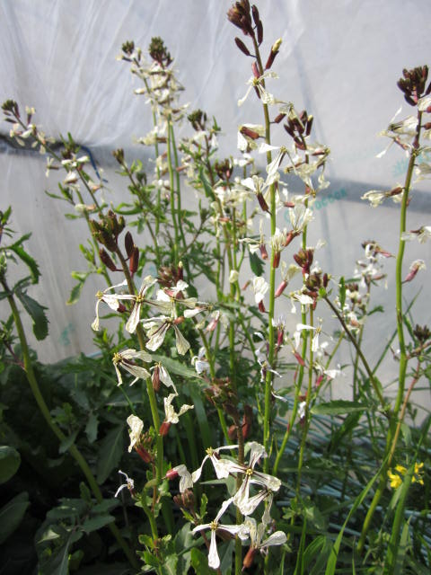 e0181260_21365843.jpg
