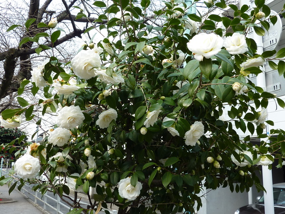 e0207477_13285552.jpg