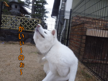 a0187087_1612725.gif