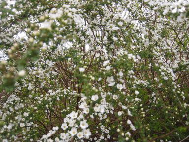 a0101802_16321641.gif