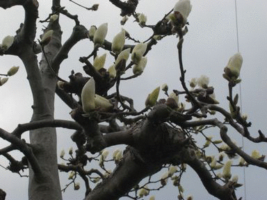 a0101802_16355171.gif