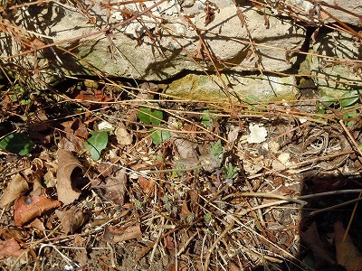 c0117007_17464394.jpg