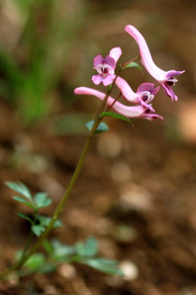 c0104227_7264892.jpg