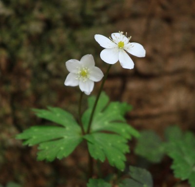 c0104227_72757.jpg
