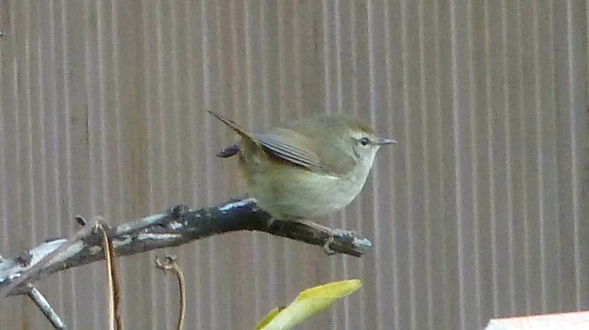 e0033229_21215879.jpg