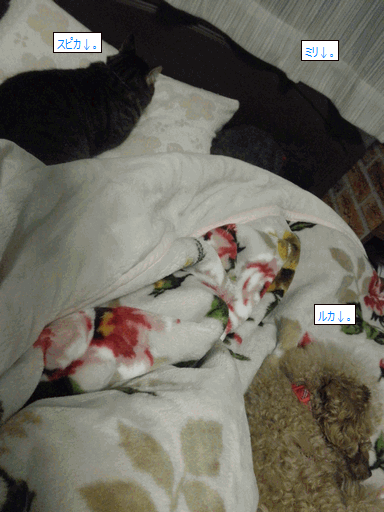 c0136736_18151680.gif