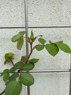 a0076237_1740553.jpg
