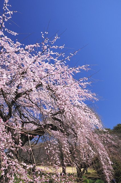 b0122448_1965559.jpg