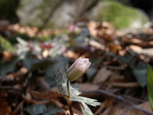 c0042869_20444987.jpg