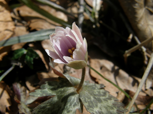 c0042869_20451251.jpg