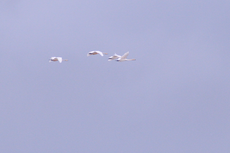 c0112479_22391399.jpg