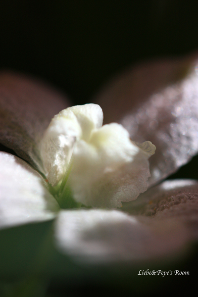 f0001895_15492430.jpg