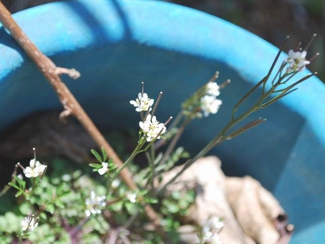 e0025300_1627247.jpg