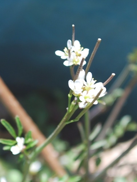 e0025300_16273897.jpg