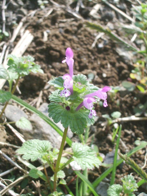 e0025300_16313882.jpg