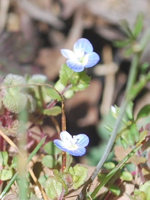 e0025300_1635340.jpg