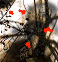 e0103408_166233.jpg
