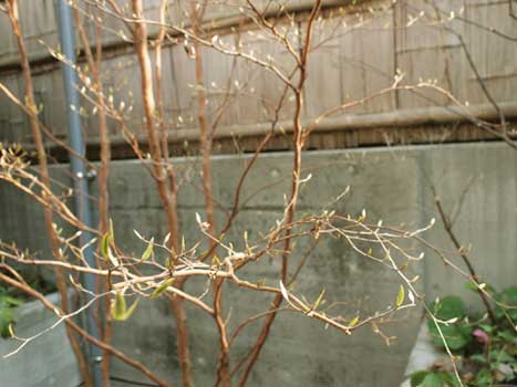 c0103119_15394960.jpg