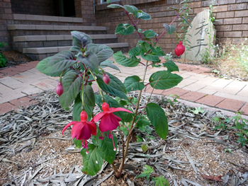 c0013324_2013316.jpg