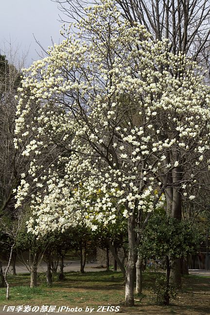 a0195032_20342675.jpg