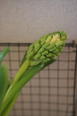 f0161494_5141960.jpg