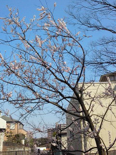 b0160300_21223772.jpg