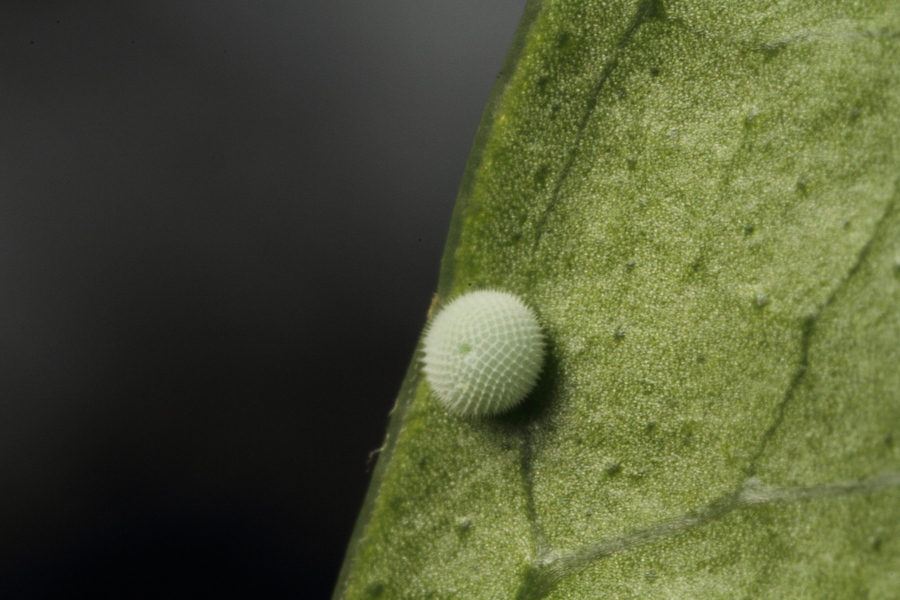 a0094850_11402729.jpg
