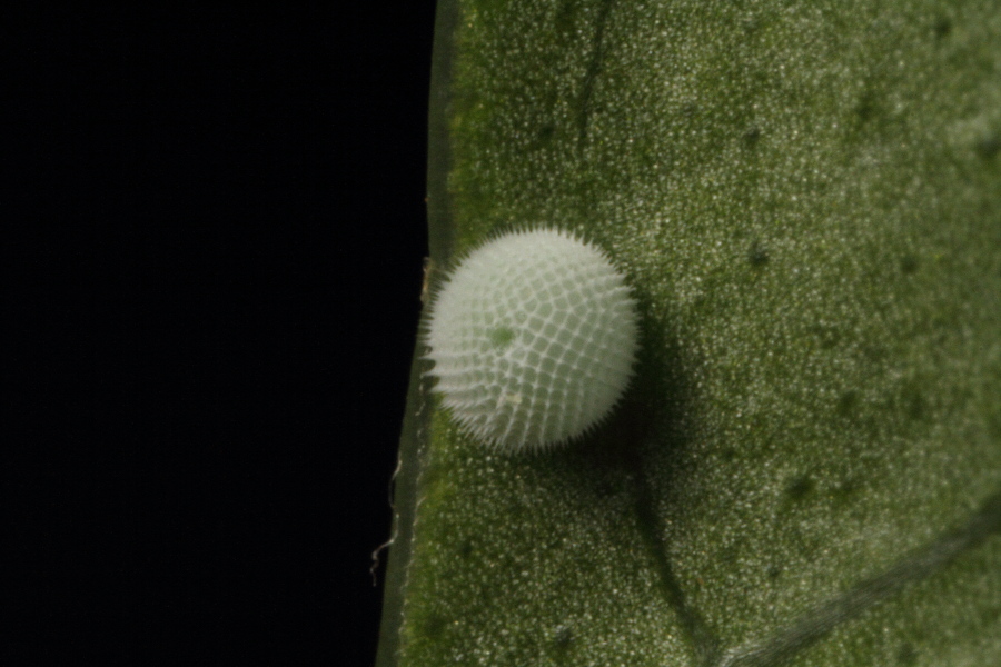 a0094850_11404575.jpg