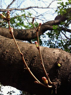 b0160300_2325198.jpg