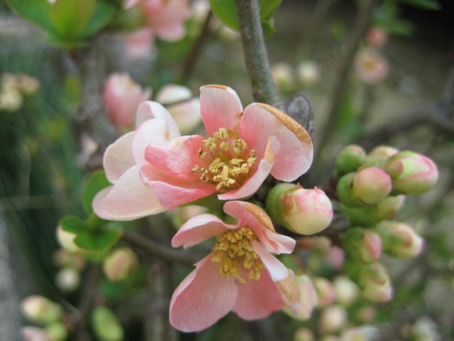 e0166032_22354370.jpg