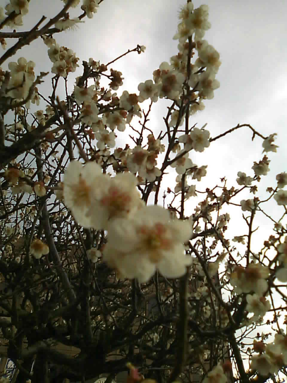 c0100534_10495637.jpg