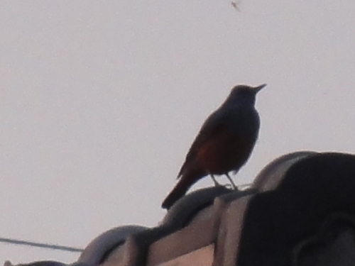 c0108460_20204215.jpg