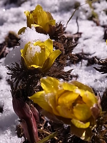 e0017562_10251760.jpg
