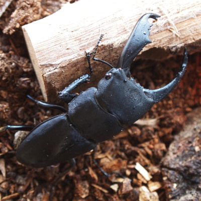 c0122670_2138888.jpg