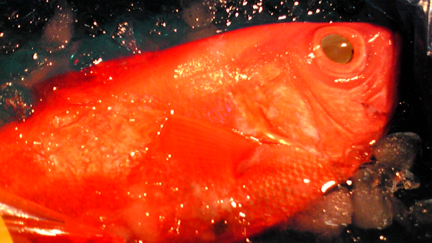 f0084695_10433642.jpg