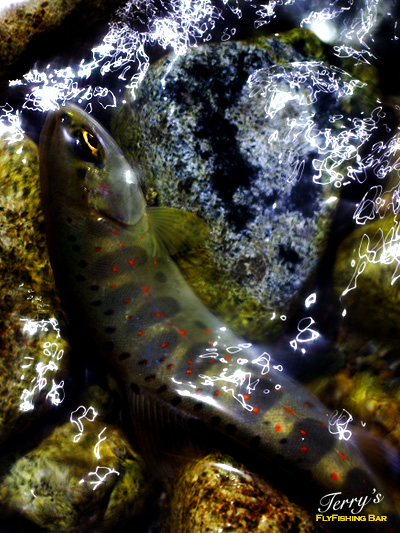 e0009009_23312124.jpg