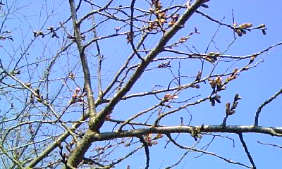 c0150520_929773.jpg