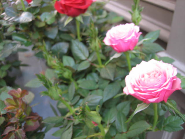 b0167334_2138274.jpg