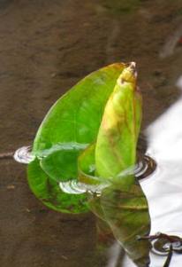 c0204740_1555375.jpg