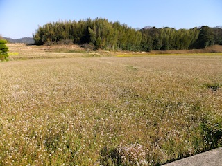 f0213347_21443227.jpg