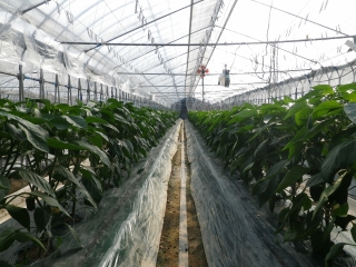 f0055264_22175732.jpg