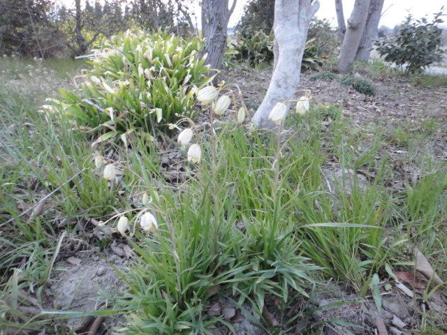 f0137275_4503794.jpg