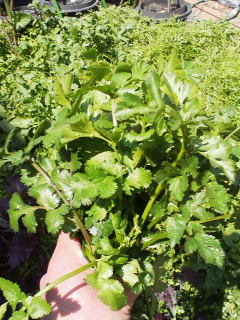 f0085291_21323472.jpg